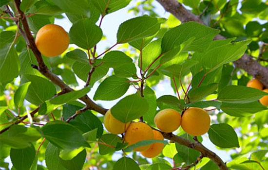 立夏吃個杏，到老沒有病